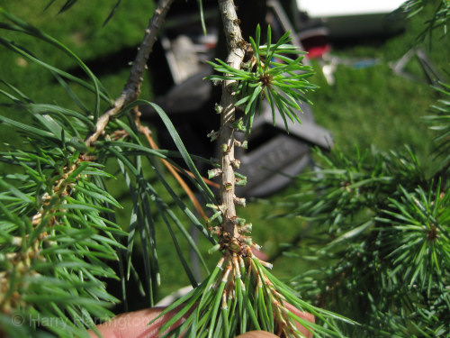 bonsai pine needle plucking